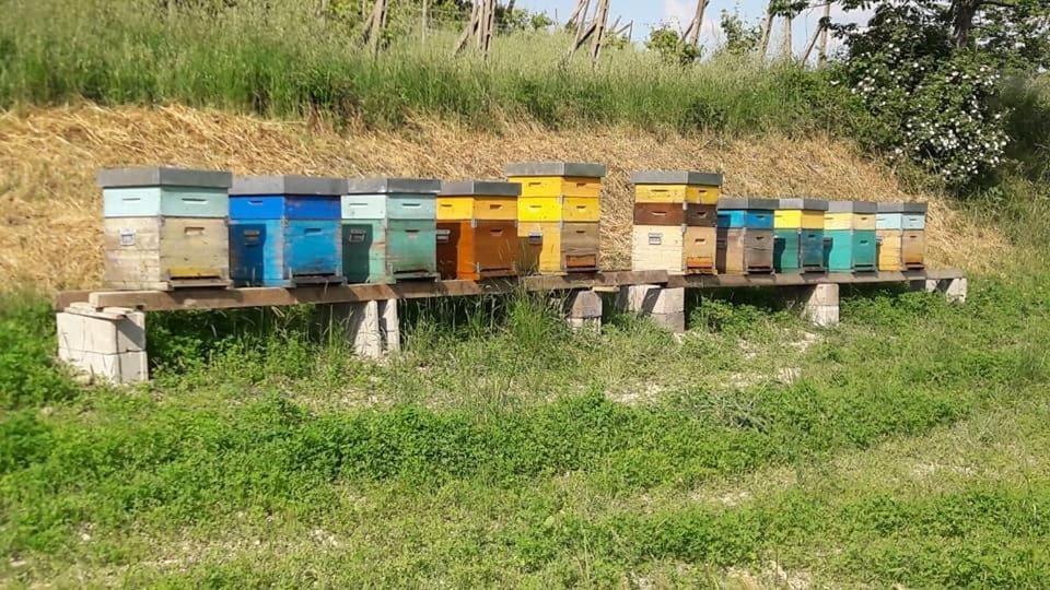 Agriturismo Il Colore Del Grano San Vittore  외부 사진